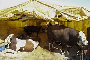 Aldığınız Kurbanda Hastalık Çıkarsa Paranızı Geri Alabilirsiniz