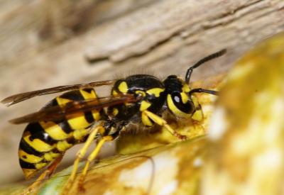 Türkiye de Arılar Hızla Ölüyor