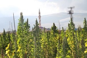 Astronot Yiyeceği Kinoa Ardahanlı Çiftçinin Umudu Oldu