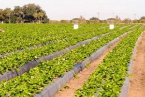 Çiftçi Zor Durumda Acil Destek Bekliyor