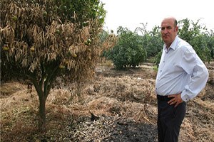 Çukurova da Meyve Üretimine Anız Yangını Tehdidi