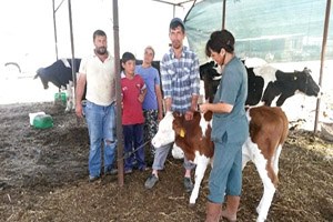 Dalaman da Şap Aşılaması Yapılıyor