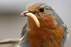 Diyarbakır Hevsel in Kızılgerdanlarını En Çok Çiftçiler İstiyor