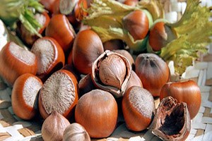 Fındık Fiyatı 15 Liraya Ulaşacak