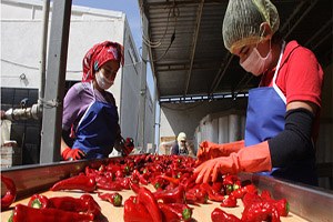 İnegöl den Hollanda ya Salça İhracatı