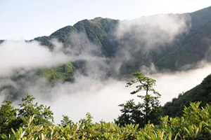 Kaçkarlar dan Bu Yıl 750 Kilo Bal Elde Edildi