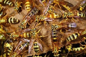 Kanserde Yeni Umut Eşek Arısı Zehri