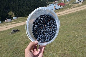 Mavi Yemiş Karadenizli Üreticiye Kazandıracak
