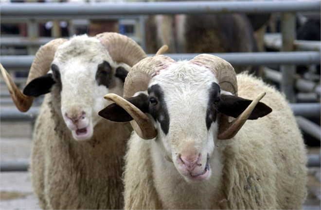 Kurbana Eziyet Edenlere Ceza