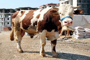 Seyirlik Dev Kurbanlıklar