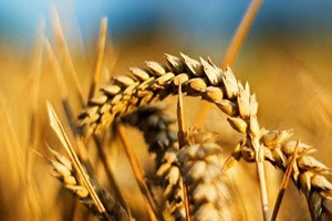 Tarım ÜFE de Sert Artış