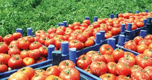 Rusya Türkiye ye Tarım Ürünü Satacak