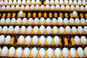 Tavuk Yumurtası Üretimi Temmuz da Arttı