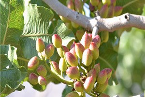 Terör Olayları Siirt ten Çin e Fıstık İhracatını Etkiledi