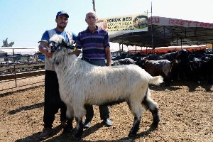 160 Kiloluk Kurbanlık Teke 1600 Liraya Satıldı