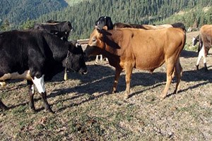 Ayı Kurbanlık Danayı Parçaladı