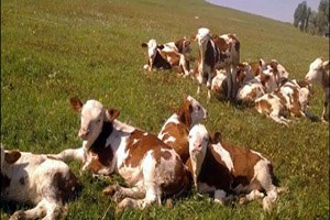 Buzağı Desteklemesi Hak Edişleri Onaylandı