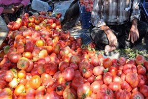 Çilekten Sonra Pembe Domateste De Başarı Hikayesi Yazdılar