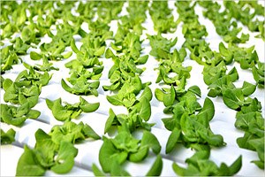 Çağımızın En Büyük Sorunlarından Kıtlığa Etkili Bir Çözüm Hidroponik Tarım