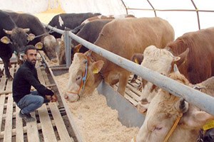 Köylerimiz 50 Yıldır Göç Verince Hayvan Varlığı Yarı Yarıya Azaldı