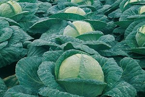 Dev Lahana Üreticisi Kahramanmaş ta Yüksek Verim