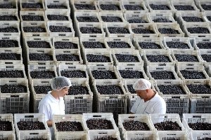 Marmarabirlik 60 Bin Ton Ürün Alacak