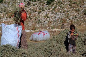 Sütçüler Kekiği nde Hasat Başladı