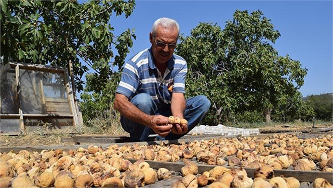 İrimağzı İnciri Marka Oluyor