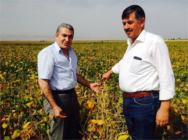 Soya Fasulyesi Çiftçilere Umut Oldu