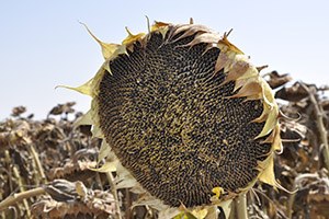 Ayvalık Çiftçisi Tohumluk Ayçiçeğinden Kazançlı Çıkıyor