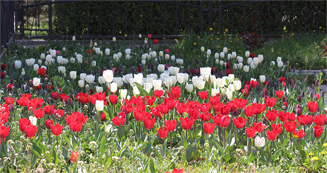 Beyşehir de 100 Bin Çiçek Toprakla Buluştu