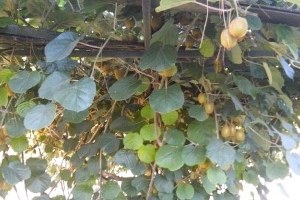 Erbaa da Kivi Üretimi