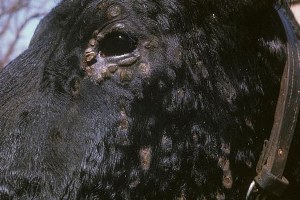 Hastalık Evros taki hayvanları telef ediyor