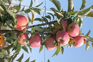 Gönen Tahirova da İlk Elma Hasadı Başladı