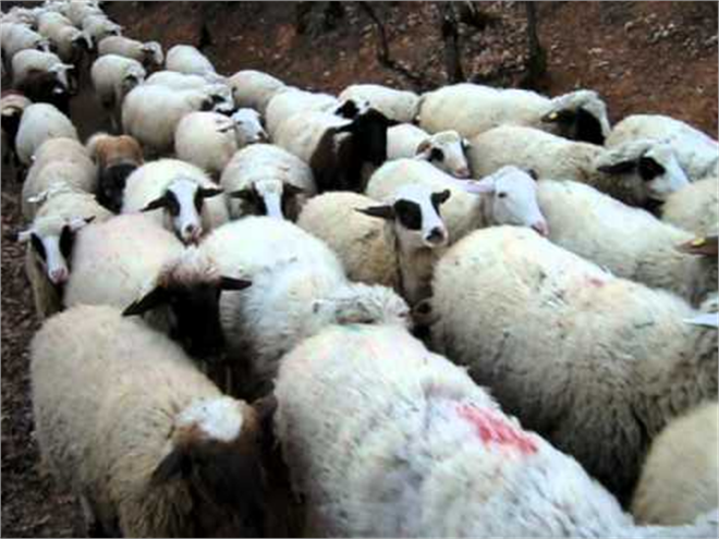 Bedava Koyun Dağıtıldı