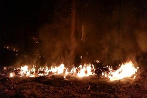 Köyceğiz de Kızılçam Ağaçları Yangında Zarar Gördü