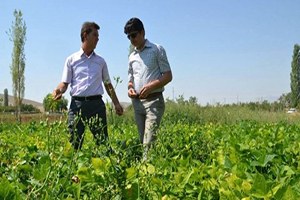 Niğde de Kuru Fasulye Hasadı Başladı