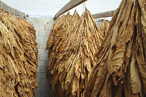 Tütün Üreticisinde Büyük Endişe