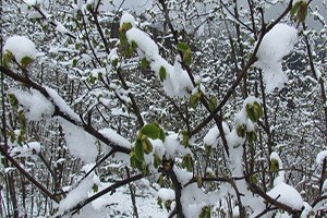 Üreticilere Don Desteği Ödenecek