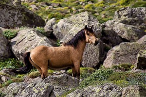 Yılkı Atları İçin Hayat Kurtaran Proje