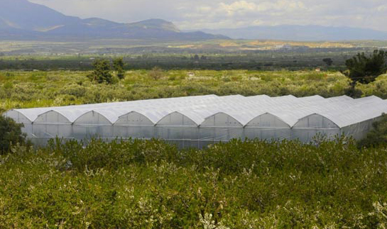 Örtü Altı Tarımda Dünyada Beşinci Sıradayız