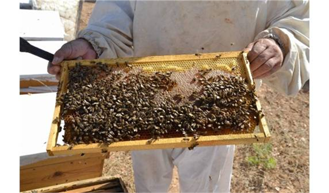 Beğendik te 12 Ton Bal Bekleniyor