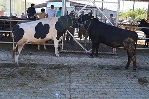 Büyükbaş Hayvan Sayısı 2015 in Haziran Ayında 14 7 Milyon Baş Oldu