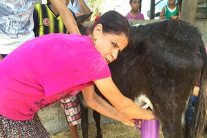 Girişimci Kadın Ekmeğini Eşek Sütünden Çıkarıyor