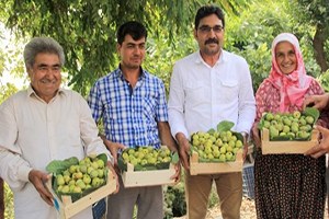 İhtiyaç Diye Dikilen İncir Geçim Kaynağı Oldu