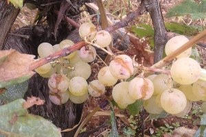 İznik te Üzüm ve Zeytini Dolu Vurdu