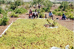Kilis te Üzümler Kurutulmaya Başlandı