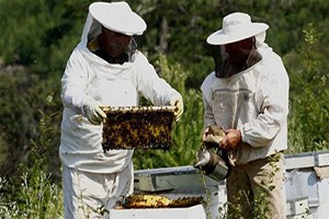 Köyünde Ürettiği 2 Ton Balı Tanıttı