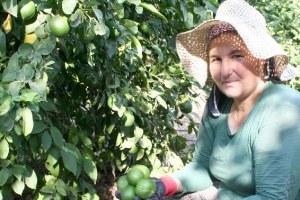 Mersin de Limon Hasadı Başladı