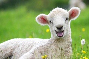 Muğla da 435 Bin 328 Küçükbaş Hayvan Var